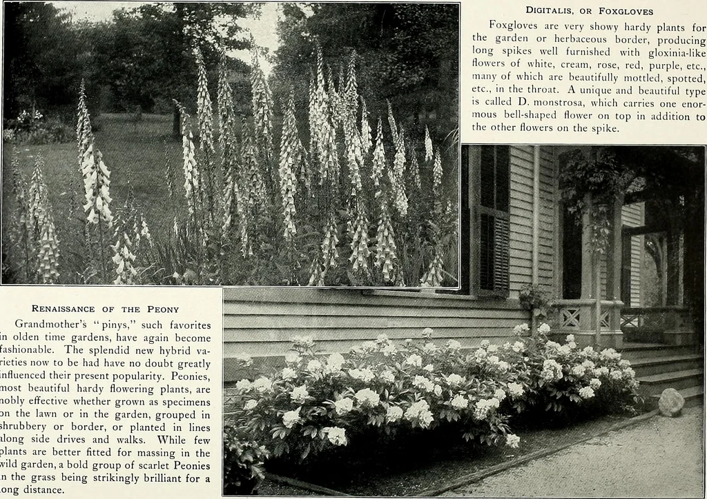 An illustration from Henderson's picturesque gardens and ornamental gardening illustrated, 1908, leaf 104