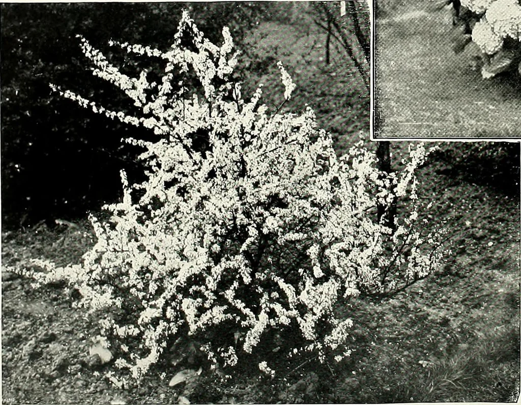 An illustration from Henderson's picturesque gardens and ornamental gardening illustrated, 1908, leaf 109