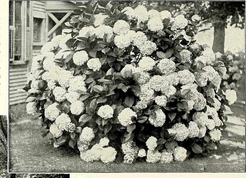 An illustration from Henderson's picturesque gardens and ornamental gardening illustrated, 1908, leaf 109