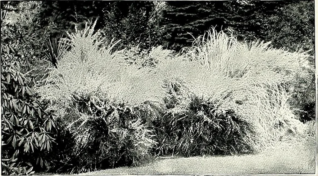 An illustration from Henderson's picturesque gardens and ornamental gardening illustrated, 1908, leaf 110