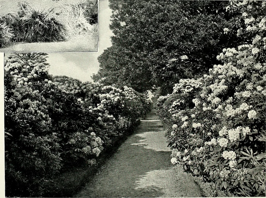 An illustration from Henderson's picturesque gardens and ornamental gardening illustrated, 1908, leaf 110
