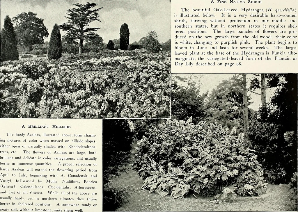 An illustration from Henderson's picturesque gardens and ornamental gardening illustrated, 1908, leaf 111