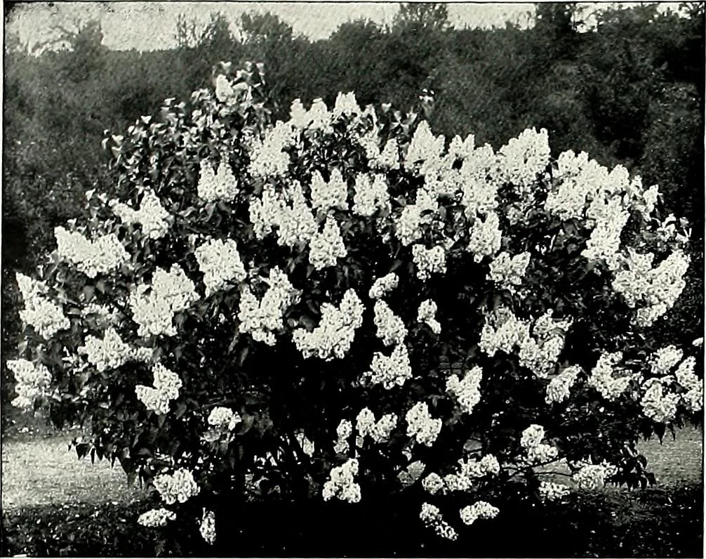 An illustration from Henderson's picturesque gardens and ornamental gardening illustrated, 1908, leaf 112