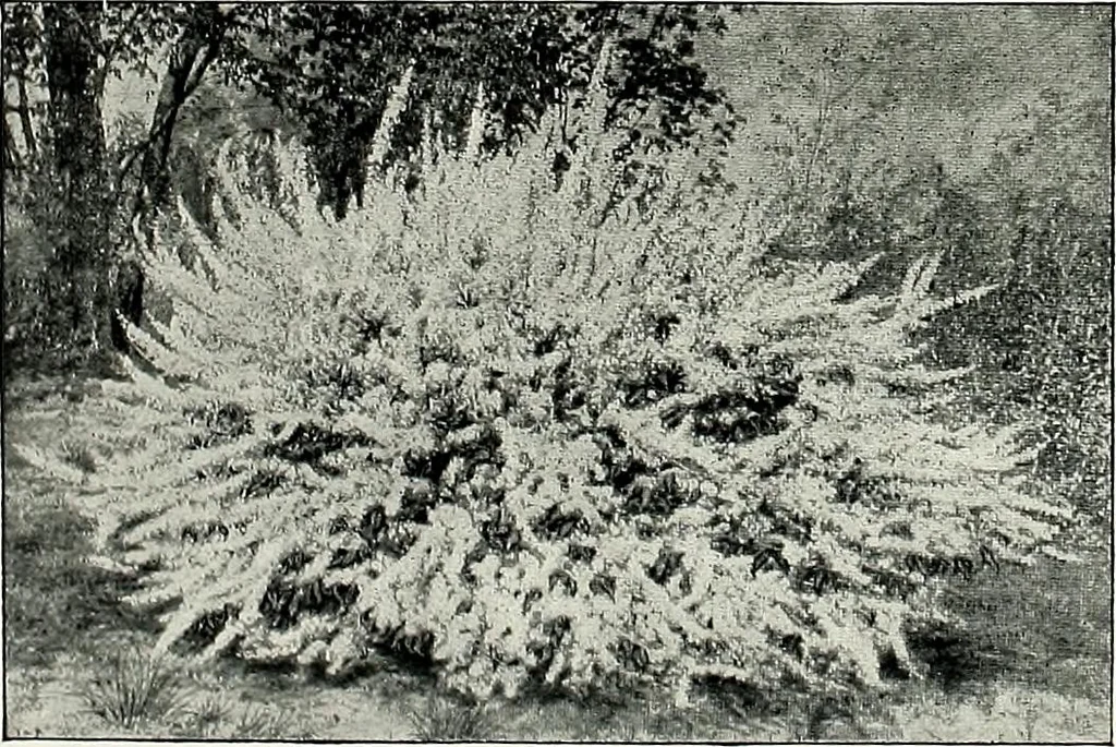 An illustration from Henderson's picturesque gardens and ornamental gardening illustrated, 1908, leaf 112