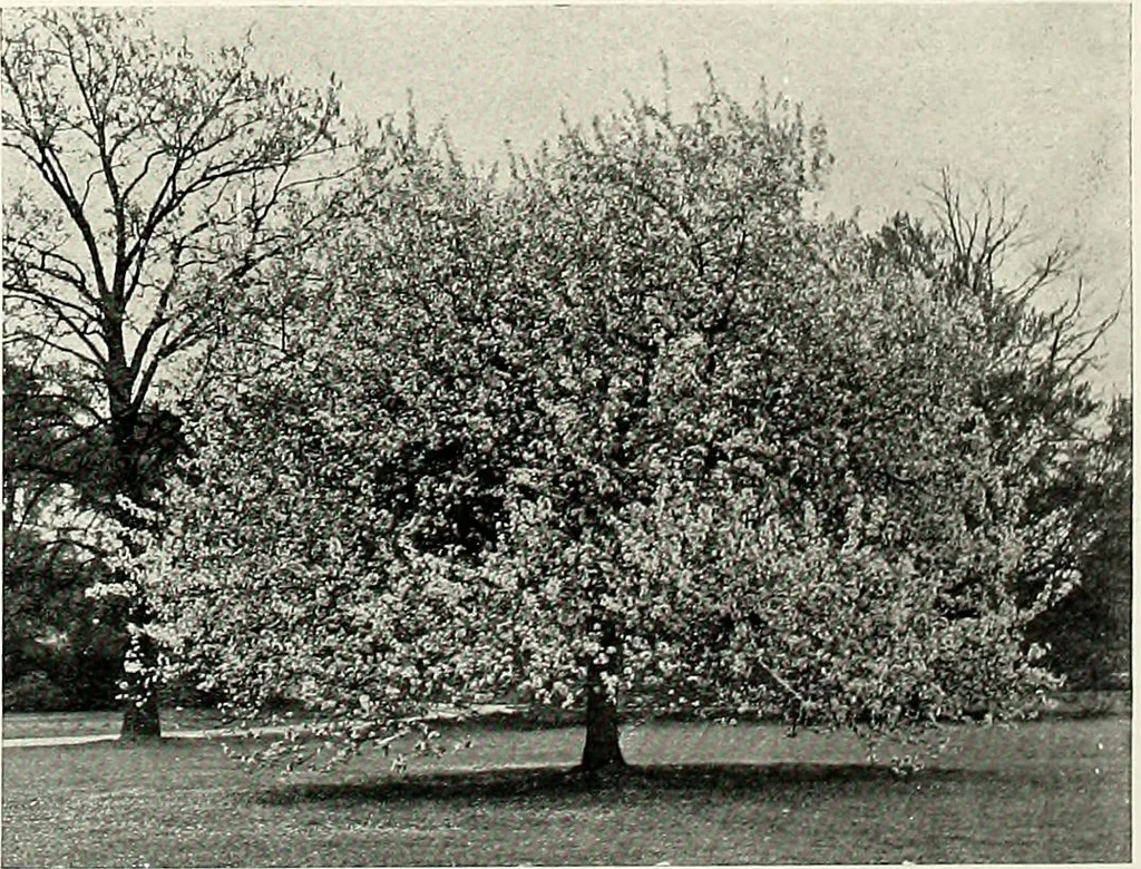 An illustration from Henderson's picturesque gardens and ornamental gardening illustrated, 1908, leaf 112