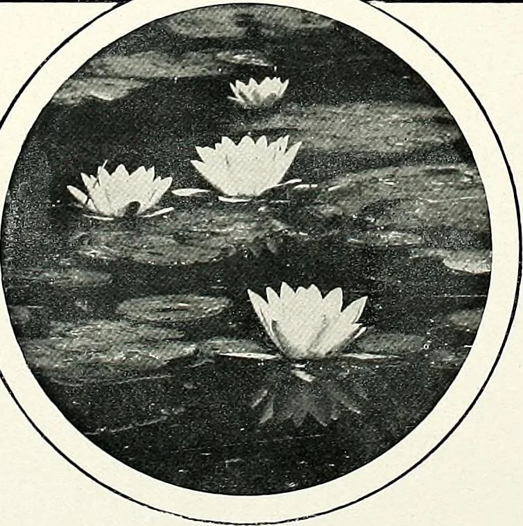 An illustration from Henderson's picturesque gardens and ornamental gardening illustrated, 1908, leaf 114