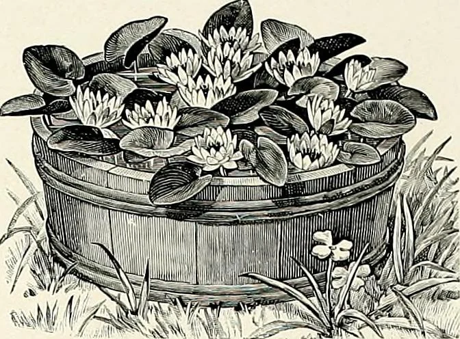 An illustration from Henderson's picturesque gardens and ornamental gardening illustrated, 1908, leaf 115