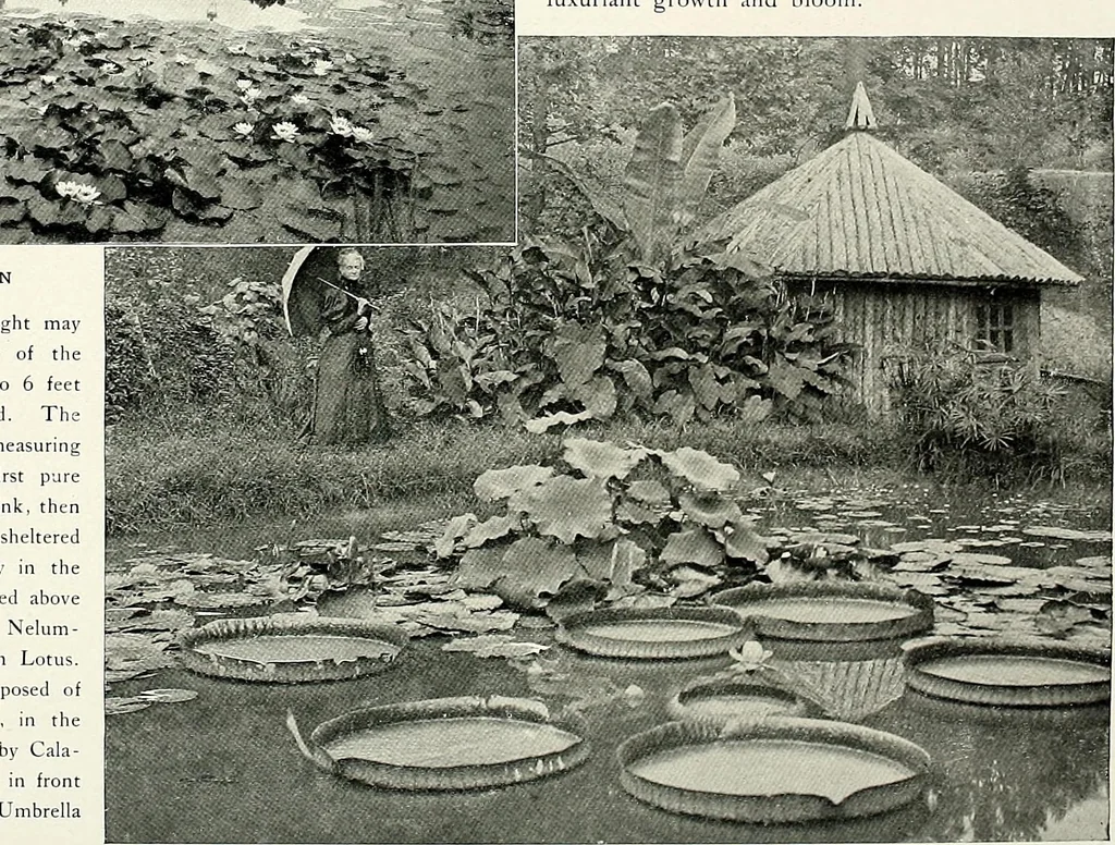 An illustration from Henderson's picturesque gardens and ornamental gardening illustrated, 1908, leaf 116