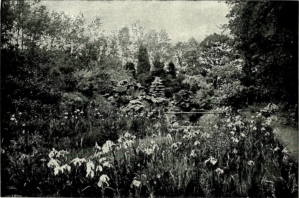 An illustration from Henderson's picturesque gardens and ornamental gardening illustrated, 1908, leaf 119