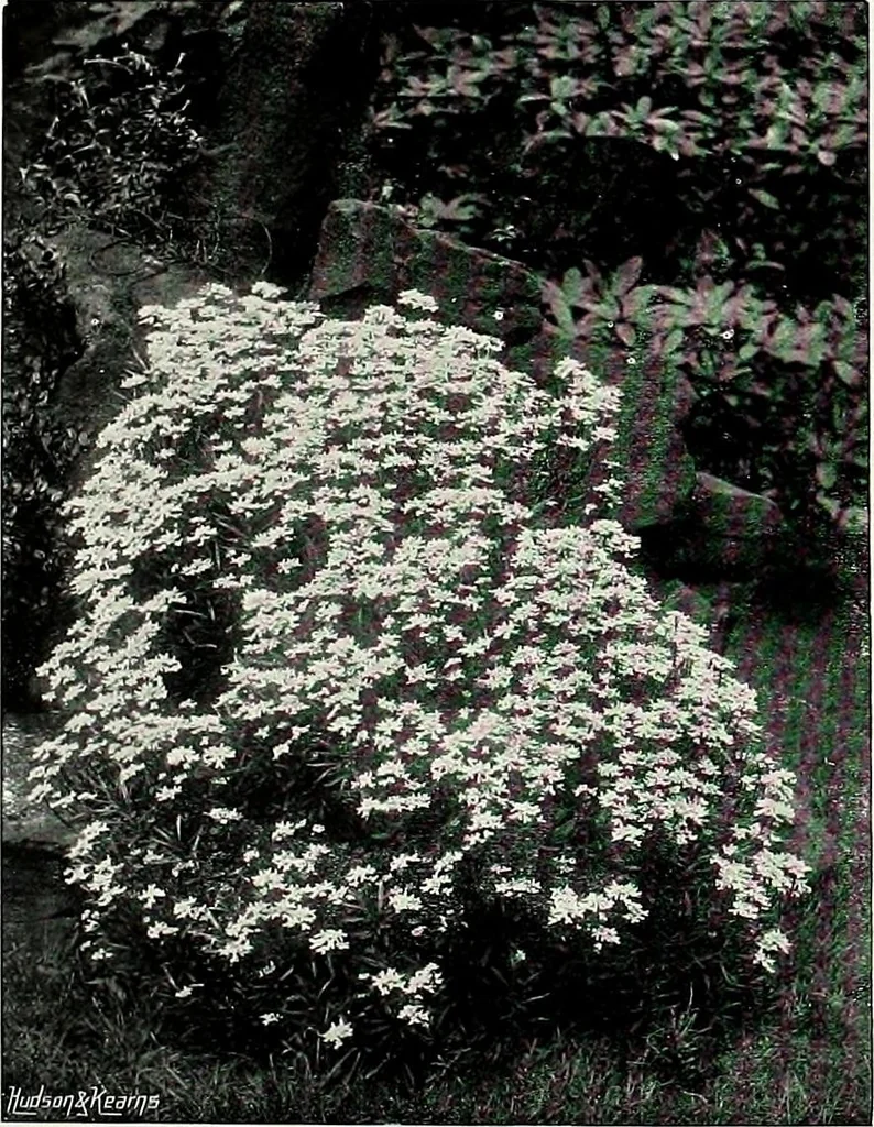 An illustration from Henderson's picturesque gardens and ornamental gardening illustrated, 1908, leaf 125