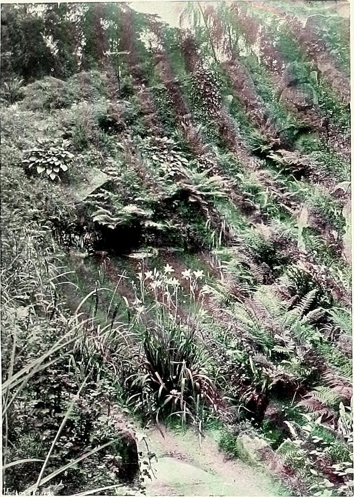 An illustration from Henderson's picturesque gardens and ornamental gardening illustrated, 1908, leaf 131