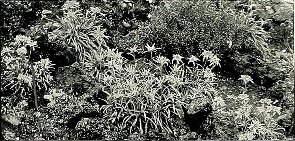 An illustration from Henderson's picturesque gardens and ornamental gardening illustrated, 1908, leaf 135