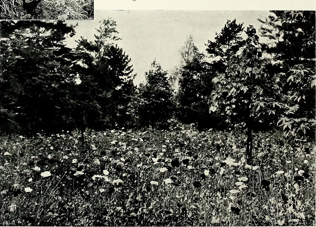 An illustration from Henderson's picturesque gardens and ornamental gardening illustrated, 1908, leaf 135