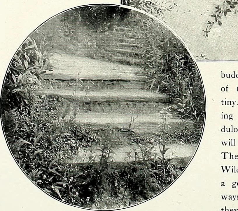 An illustration from Henderson's picturesque gardens and ornamental gardening illustrated, 1908, leaf 137