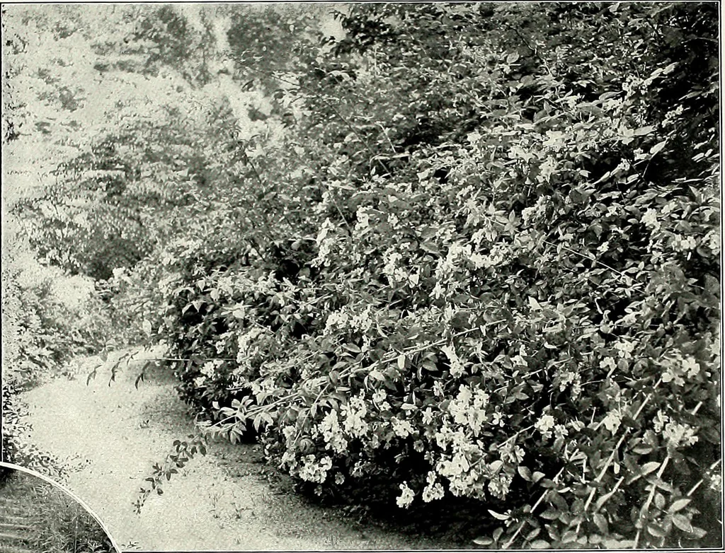 An illustration from Henderson's picturesque gardens and ornamental gardening illustrated, 1908, leaf 137
