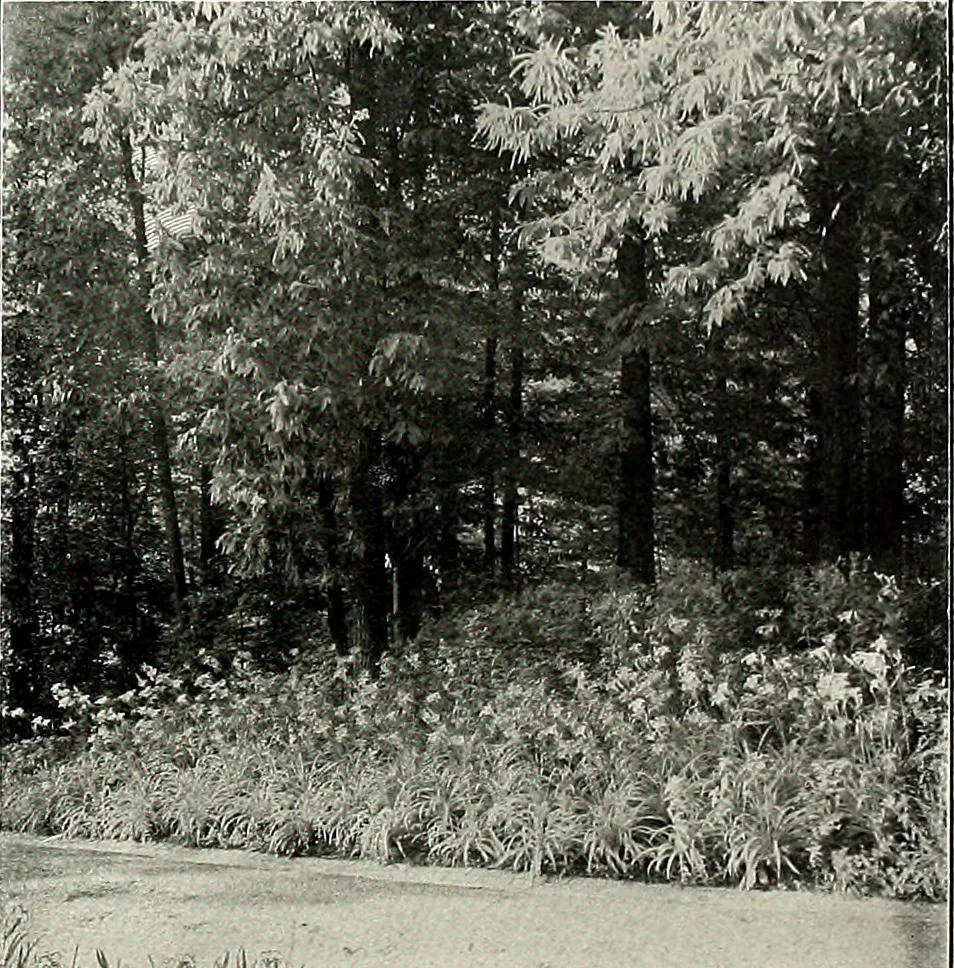 An illustration from Henderson's picturesque gardens and ornamental gardening illustrated, 1908, leaf 139