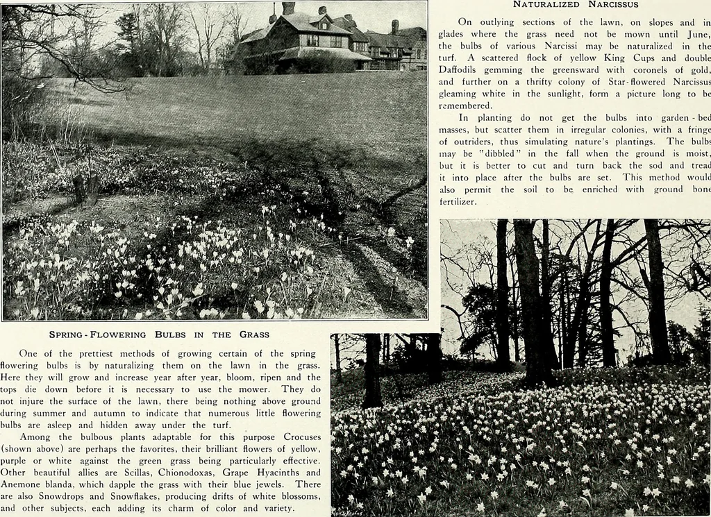 An illustration from Henderson's picturesque gardens and ornamental gardening illustrated, 1908, leaf 140