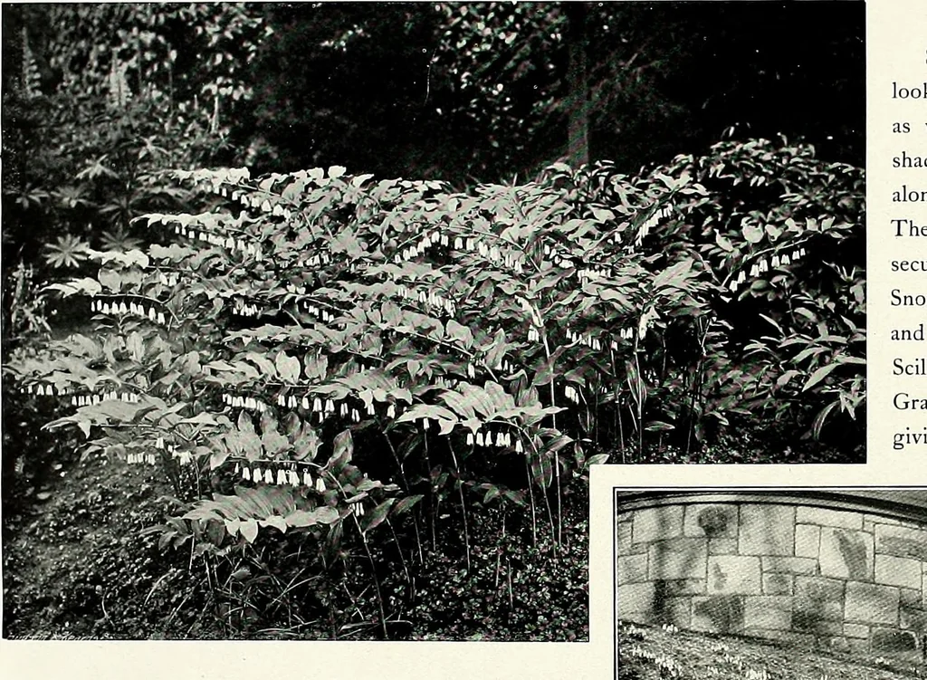 An illustration from Henderson's picturesque gardens and ornamental gardening illustrated, 1908, leaf 141