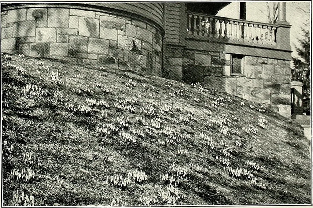 An illustration from Henderson's picturesque gardens and ornamental gardening illustrated, 1908, leaf 141