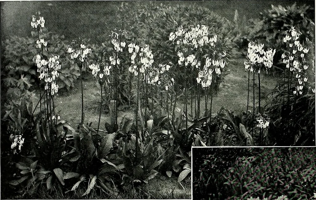 An illustration from Henderson's picturesque gardens and ornamental gardening illustrated, 1908, leaf 142