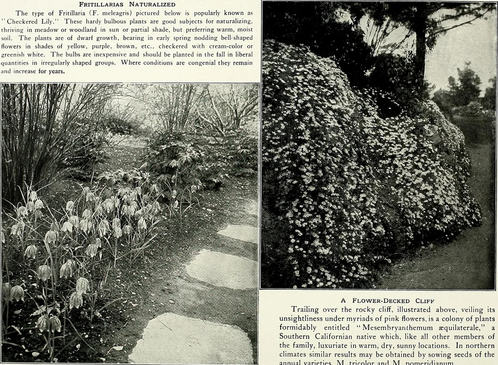 An illustration from Henderson's picturesque gardens and ornamental gardening illustrated, 1908, leaf 143