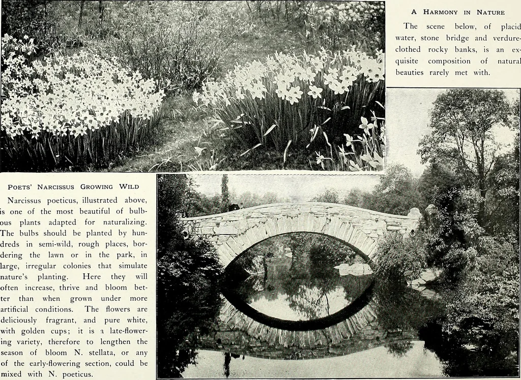 An illustration from Henderson's picturesque gardens and ornamental gardening illustrated, 1908, leaf 144