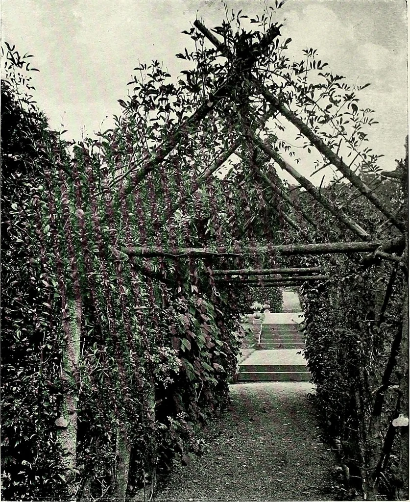 An illustration from Henderson's picturesque gardens and ornamental gardening illustrated, 1908, leaf 145