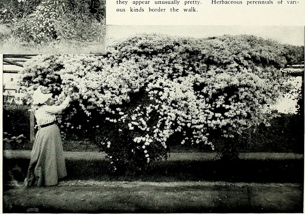 An illustration from Henderson's picturesque gardens and ornamental gardening illustrated, 1908, leaf 146