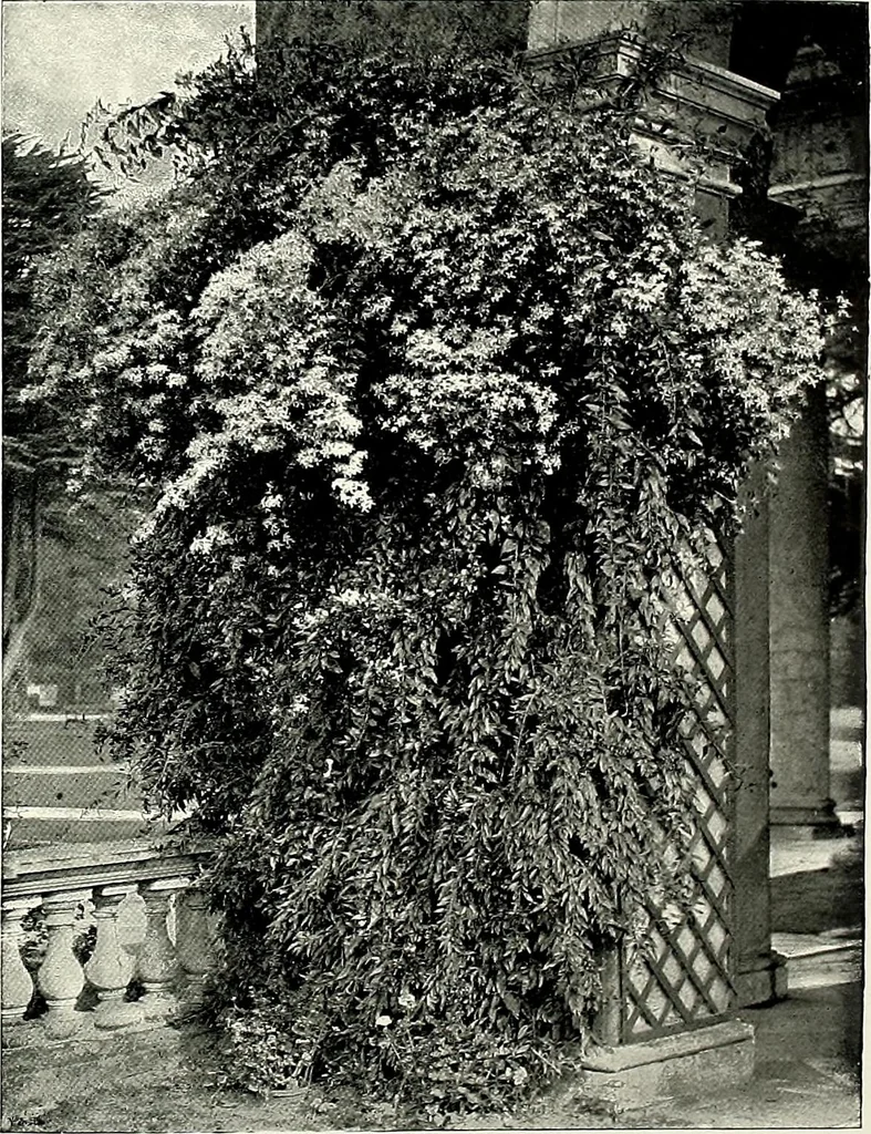 An illustration from Henderson's picturesque gardens and ornamental gardening illustrated, 1908, leaf 149
