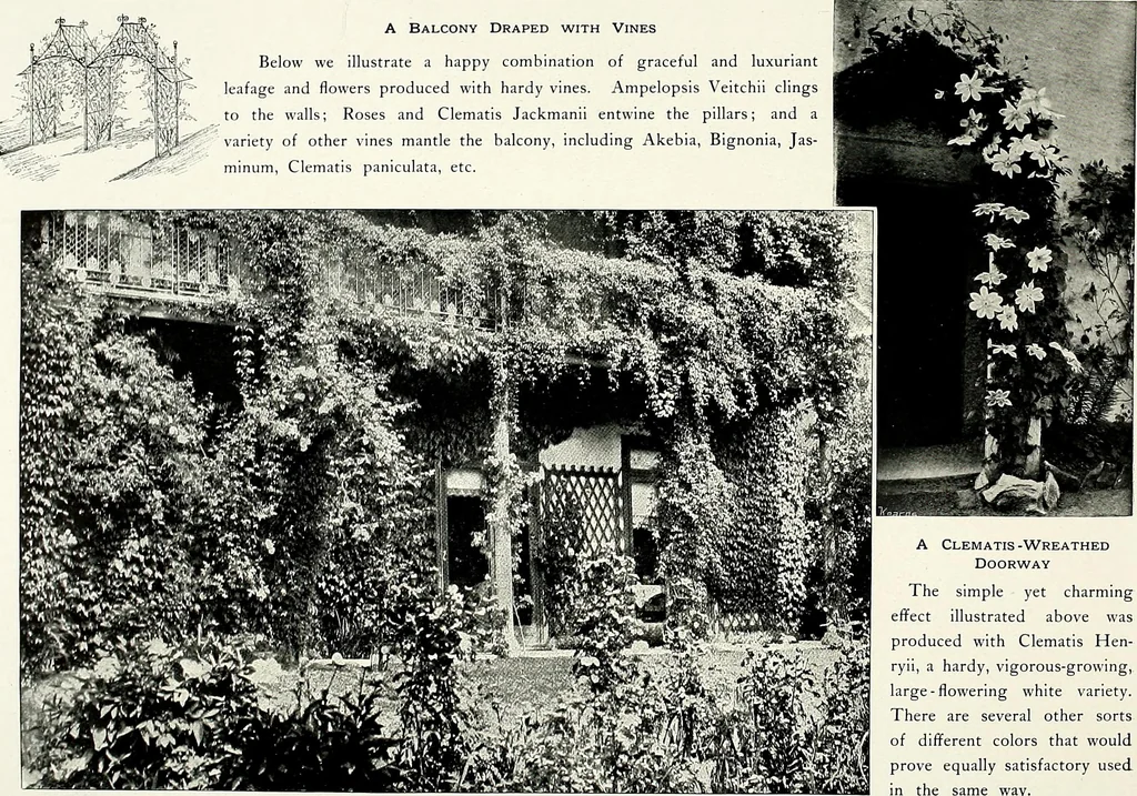 An illustration from Henderson's picturesque gardens and ornamental gardening illustrated, 1908, leaf 151