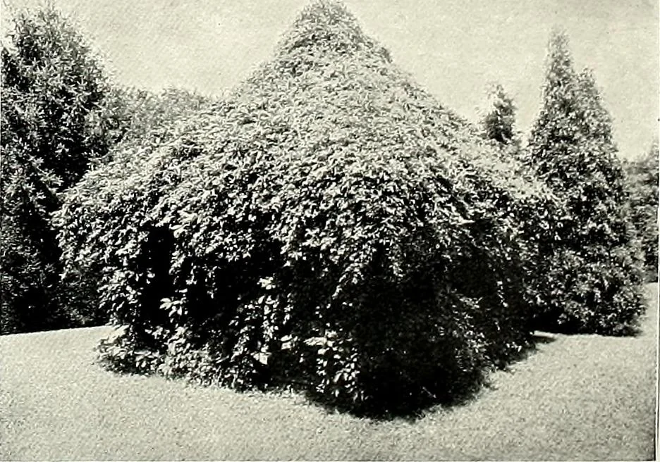 An illustration from Henderson's picturesque gardens and ornamental gardening illustrated, 1908, leaf 152