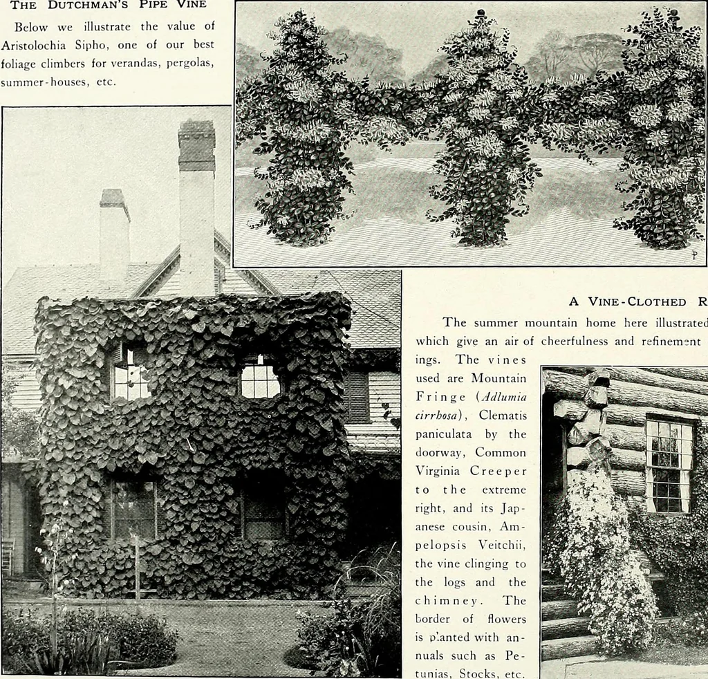 An illustration from Henderson's picturesque gardens and ornamental gardening illustrated, 1908, leaf 153