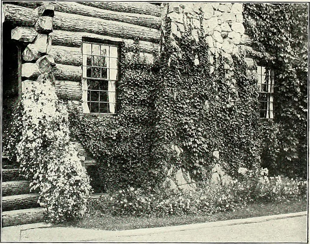 An illustration from Henderson's picturesque gardens and ornamental gardening illustrated, 1908, leaf 153