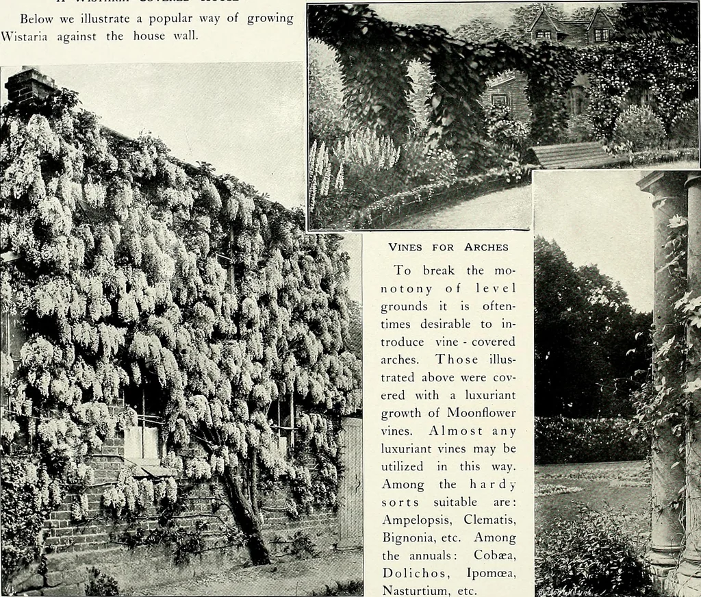 An illustration from Henderson's picturesque gardens and ornamental gardening illustrated, 1908, leaf 155