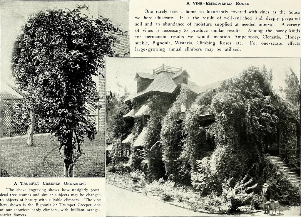 An illustration from Henderson's picturesque gardens and ornamental gardening illustrated, 1908, leaf 156
