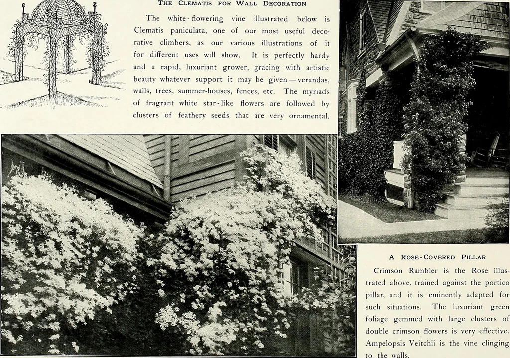 An illustration from Henderson's picturesque gardens and ornamental gardening illustrated, 1908, leaf 157