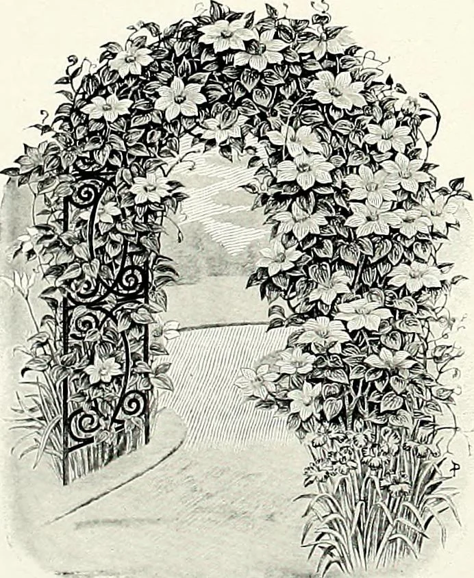 An illustration from Henderson's picturesque gardens and ornamental gardening illustrated, 1908, leaf 158