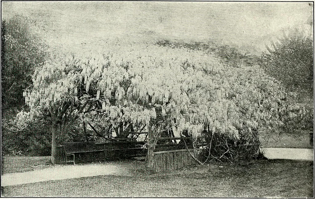 An illustration from Henderson's picturesque gardens and ornamental gardening illustrated, 1908, leaf 158