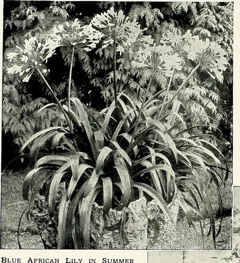 An illustration from Henderson's picturesque gardens and ornamental gardening illustrated, 1908, leaf 162