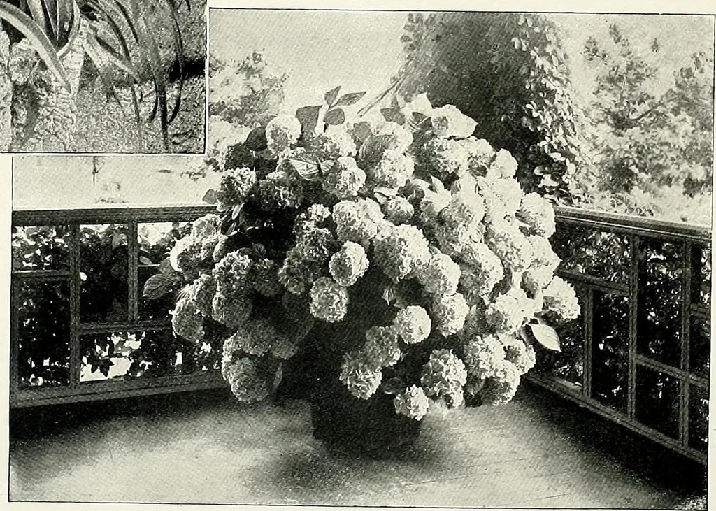 An illustration from Henderson's picturesque gardens and ornamental gardening illustrated, 1908, leaf 162