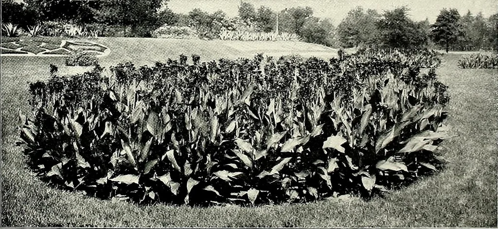 An illustration from Henderson's picturesque gardens and ornamental gardening illustrated, 1908, leaf 25
