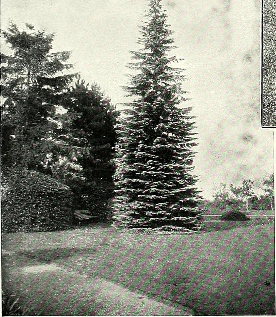 An illustration from Henderson's picturesque gardens and ornamental gardening illustrated, 1908, leaf 31
