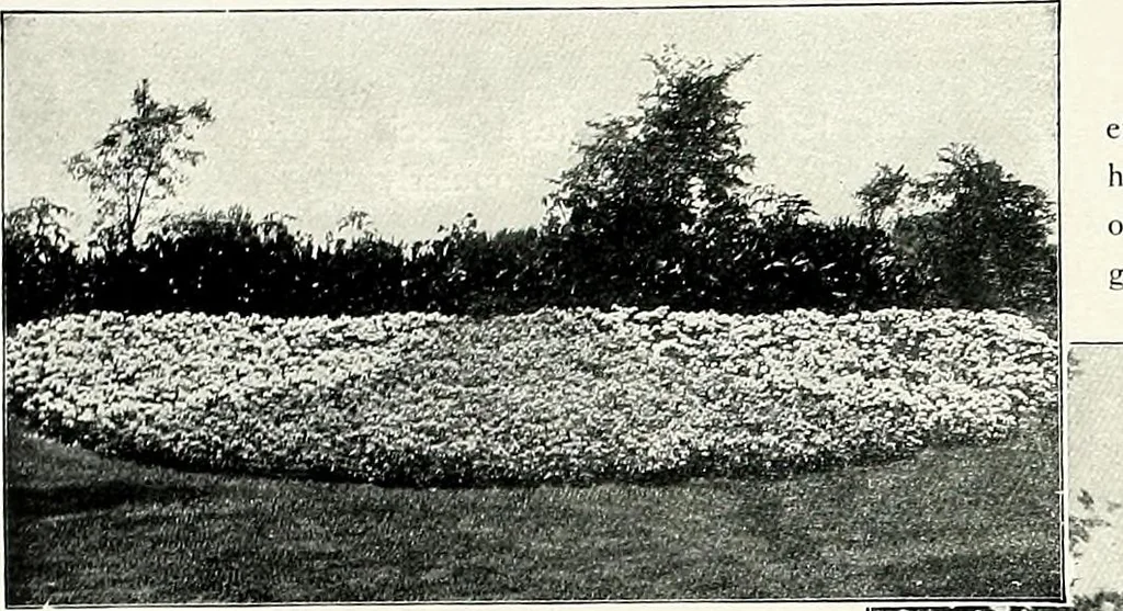 An illustration from Henderson's picturesque gardens and ornamental gardening illustrated, 1908, leaf 48