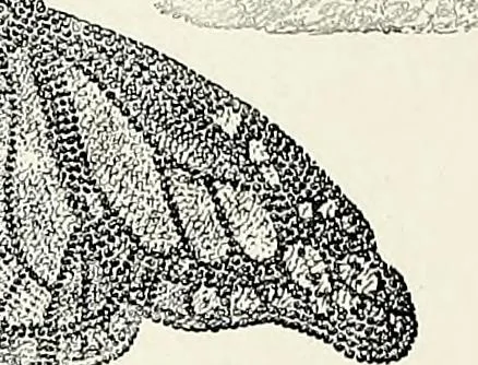 An illustration from Henderson's picturesque gardens and ornamental gardening illustrated, 1908, leaf 52