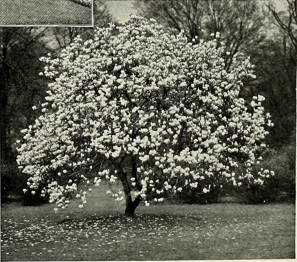 An illustration from Henderson's picturesque gardens and ornamental gardening illustrated, 1908, leaf 55