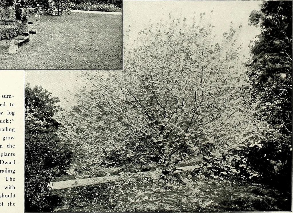 An illustration from Henderson's picturesque gardens and ornamental gardening illustrated, 1908, leaf 58