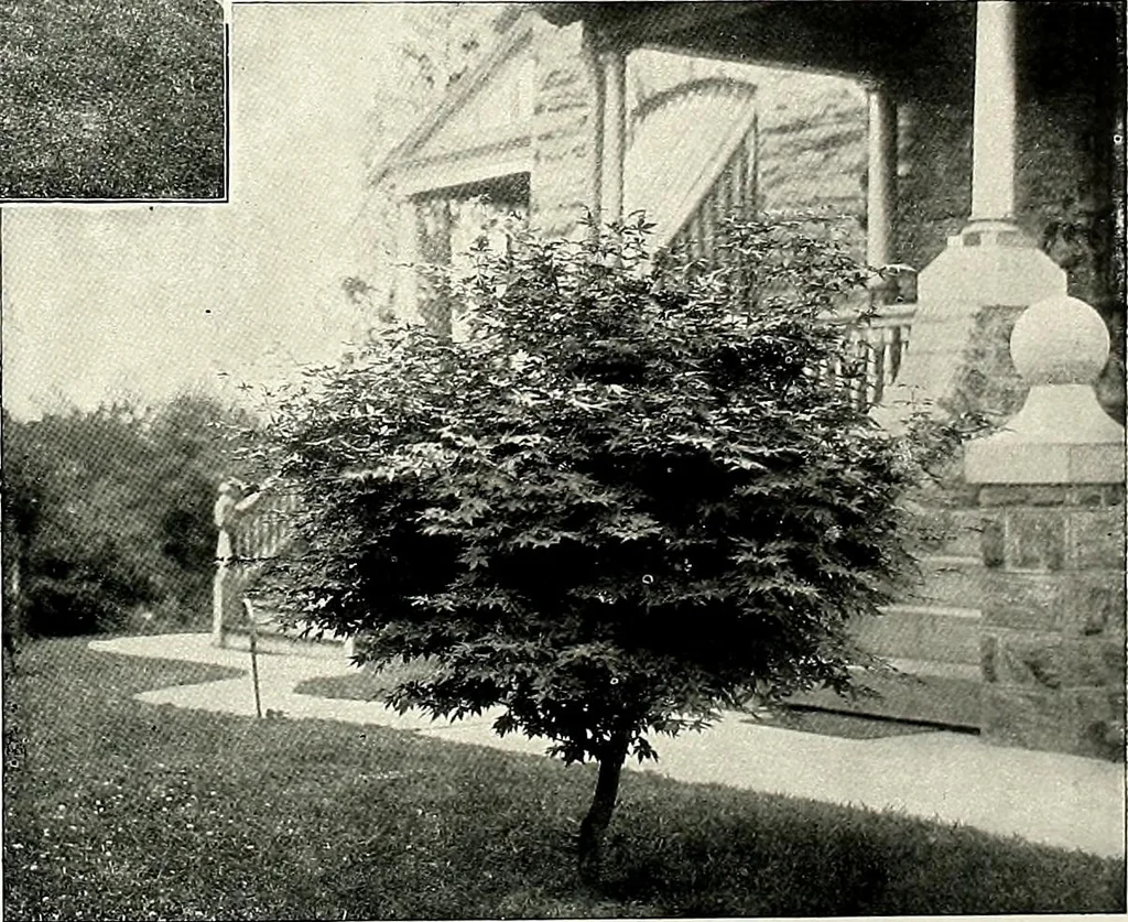An illustration from Henderson's picturesque gardens and ornamental gardening illustrated, 1908, leaf 61