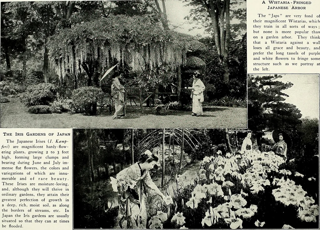 An illustration from Henderson's picturesque gardens and ornamental gardening illustrated, 1908, leaf 77