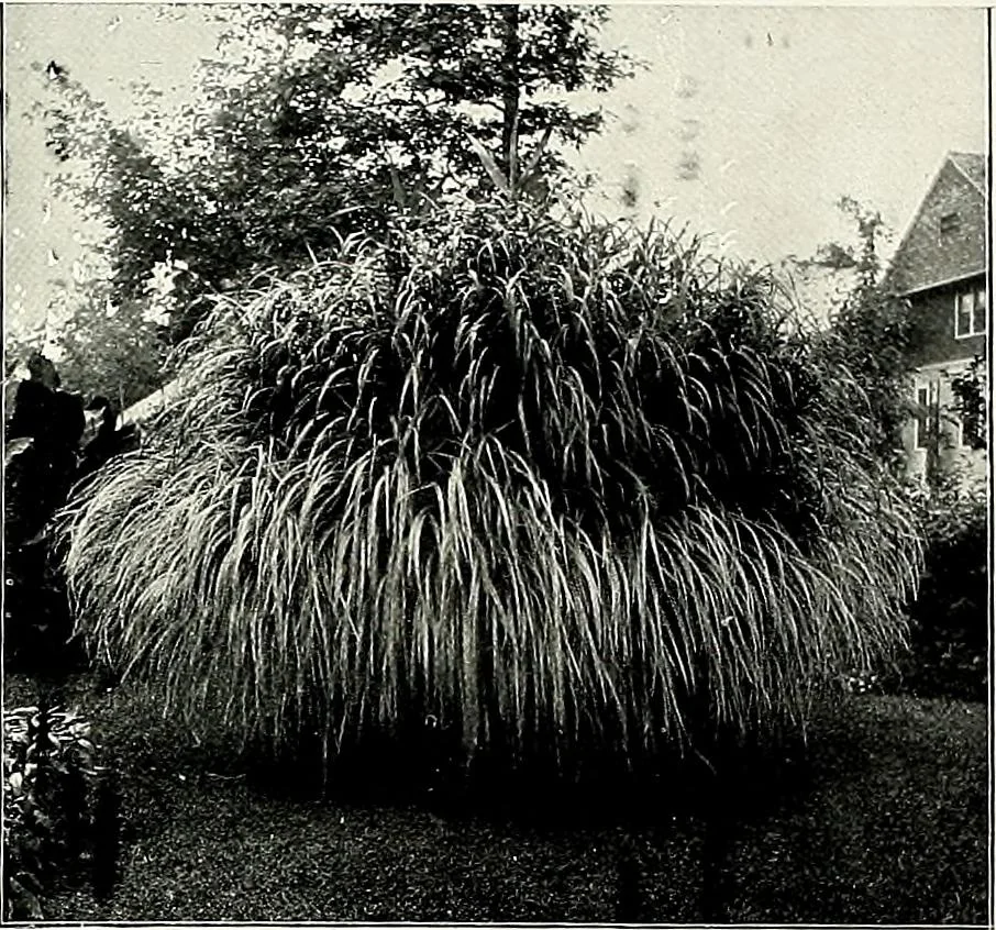 An illustration from Henderson's picturesque gardens and ornamental gardening illustrated, 1908, leaf 79