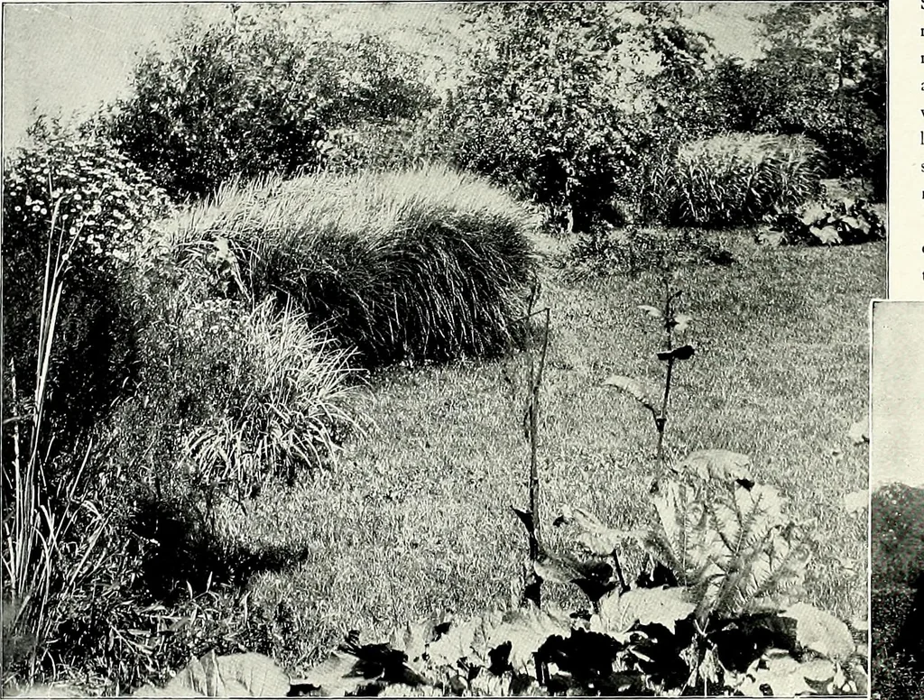 An illustration from Henderson's picturesque gardens and ornamental gardening illustrated, 1908, leaf 80